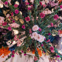 Aura blooms